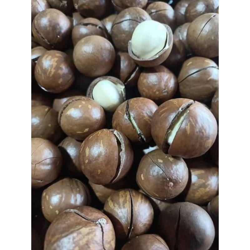 Macca Large Shell Sore 1kg | Shopee Singapore