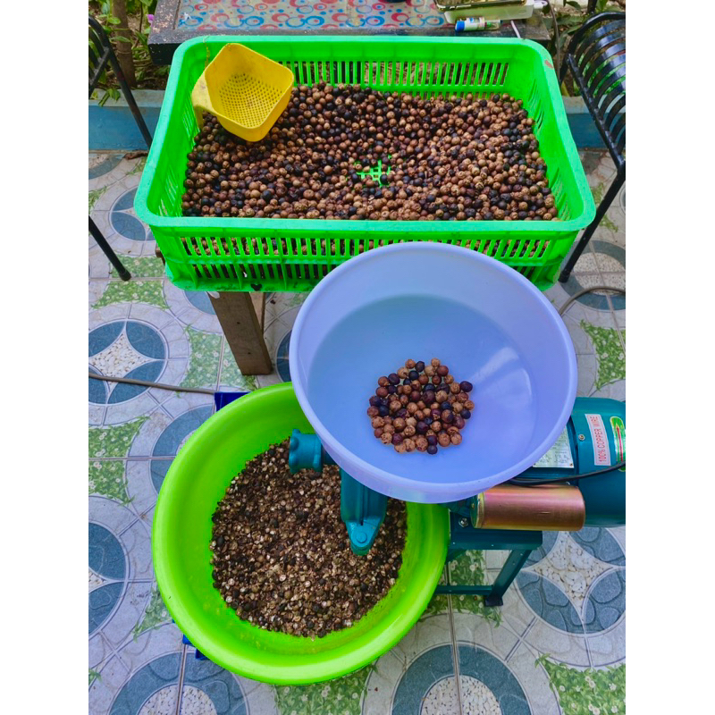 1kg of Dried Gong Dinh, yellowed, fake (smashed) and broken seeds ...