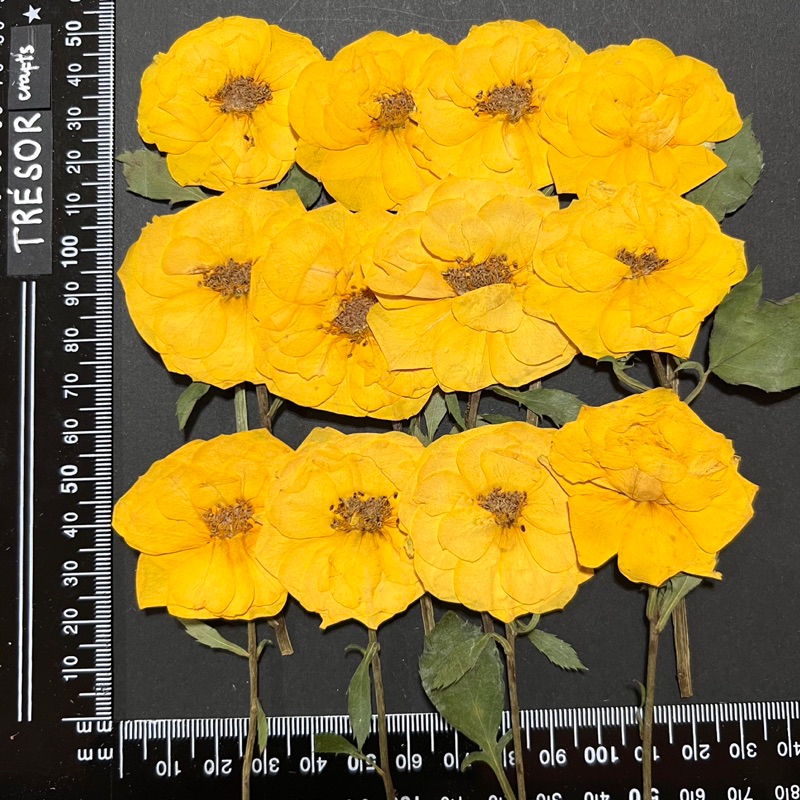 Yellow dried pressed Sunshine Spirit rose branches 4-11cm to make dried ...