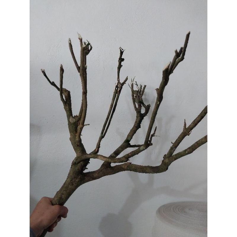 Tea Driftwood to Make AVi Cages, Aviary Aqua Miniatures, Bonsai. Tree ...