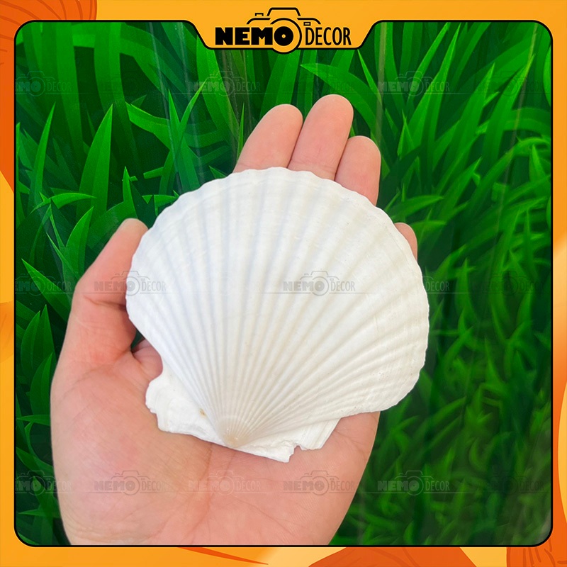 Nemo Decor Large Natural White Seashells, Diy Materials for Seashell ...