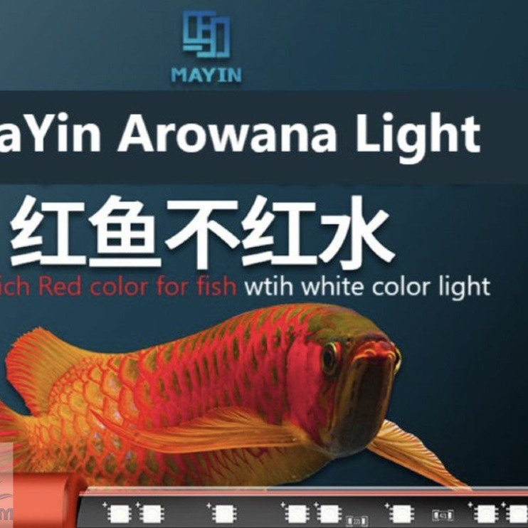 3rd GENERATION MAYIN SUPER COLOUR Arowana LED LIGHT SPECIALIZED FOR ...