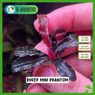 Buy bucephalandra Products At Sale Prices Online - October