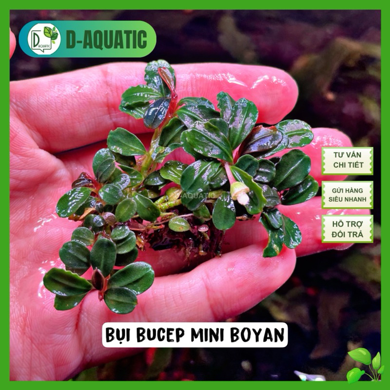 Bucep bush Mini boyan - bucephalandra, a small, beautiful aquatic plant ...