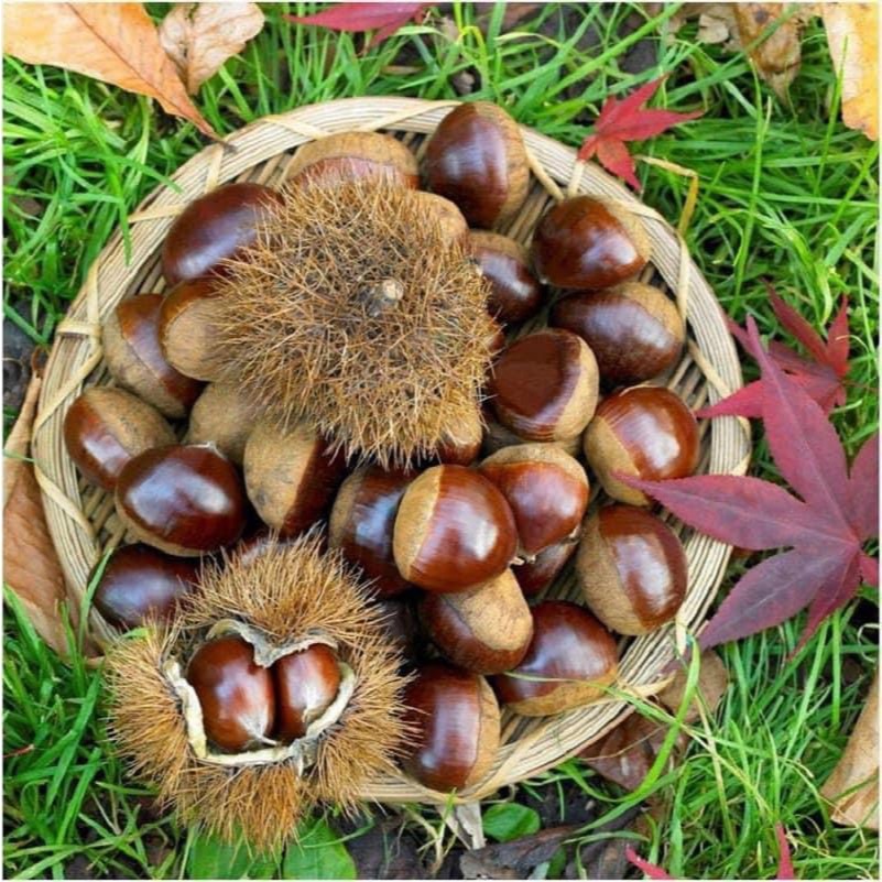 Buy Chestnuts Products At Sale Prices Online - July 2026 | Shopee Singapore