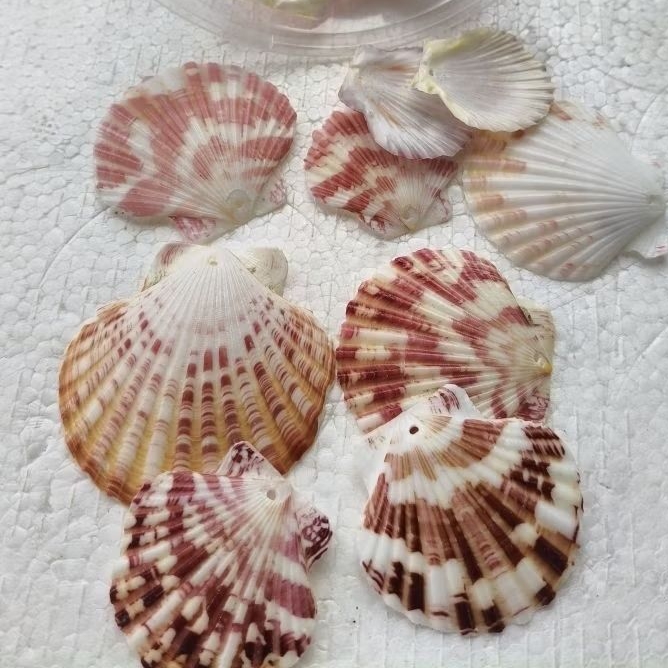 50g (~ 8 - 10 pieces) Natural Sea Scallop Shells - Perforated - Used ...