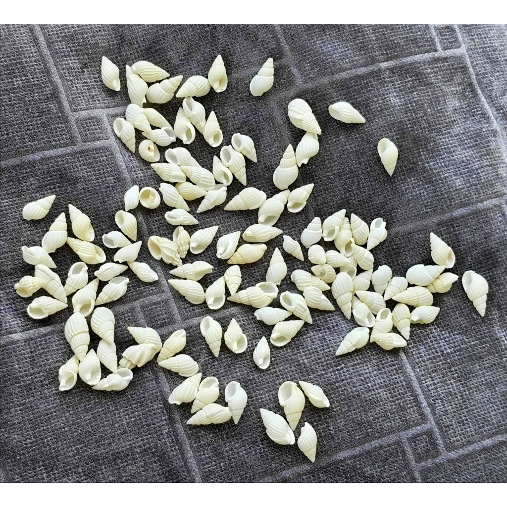 20 perforated mini rice snail shells (1-2cm) - DIY materials, beach ...