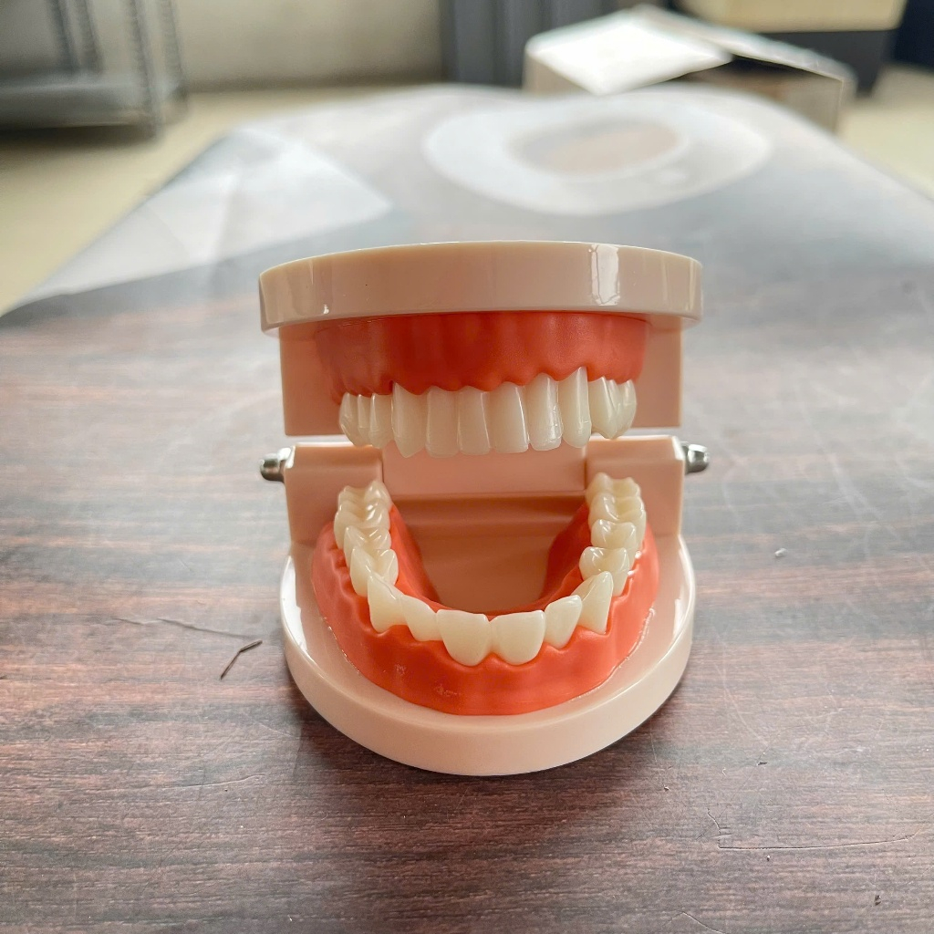 Dental Denture Model, Denture Model for Educational Use - Denture model ...