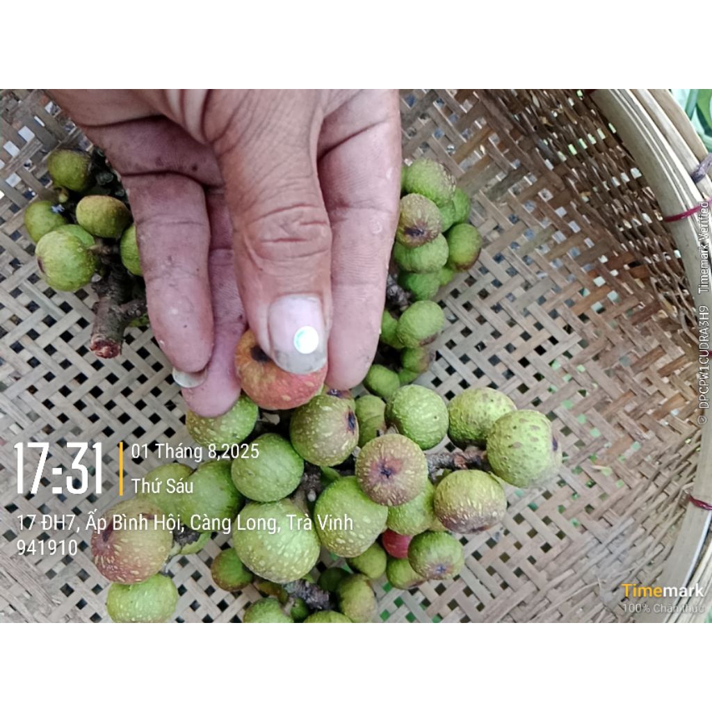 Buy fresh figs Products At Sale Prices Online - October 2026 | Shopee ...