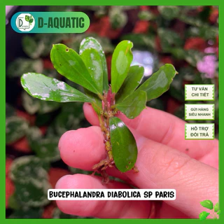 Buy bucephalandra Products At Sale Prices Online - November 2025