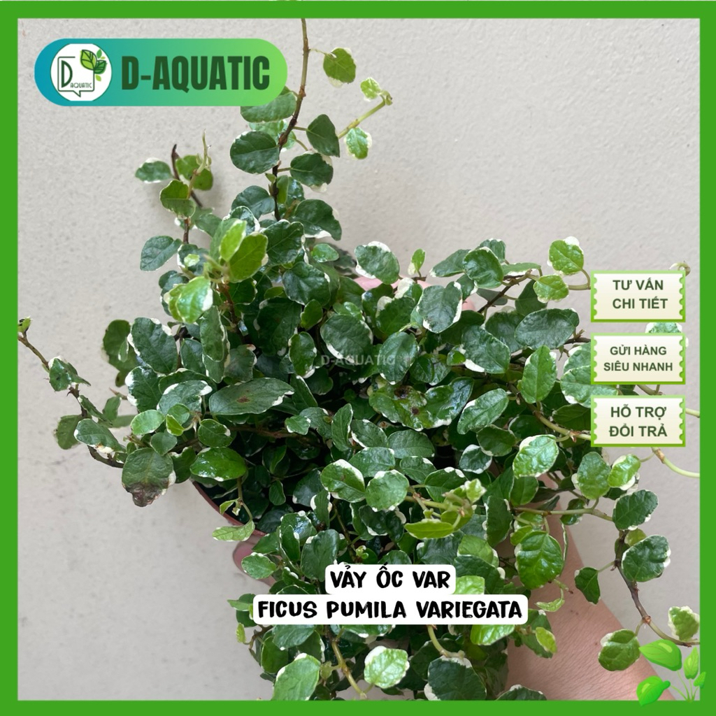 Ficus Pumila Variegata - Super impressive var snail scales for semi ...